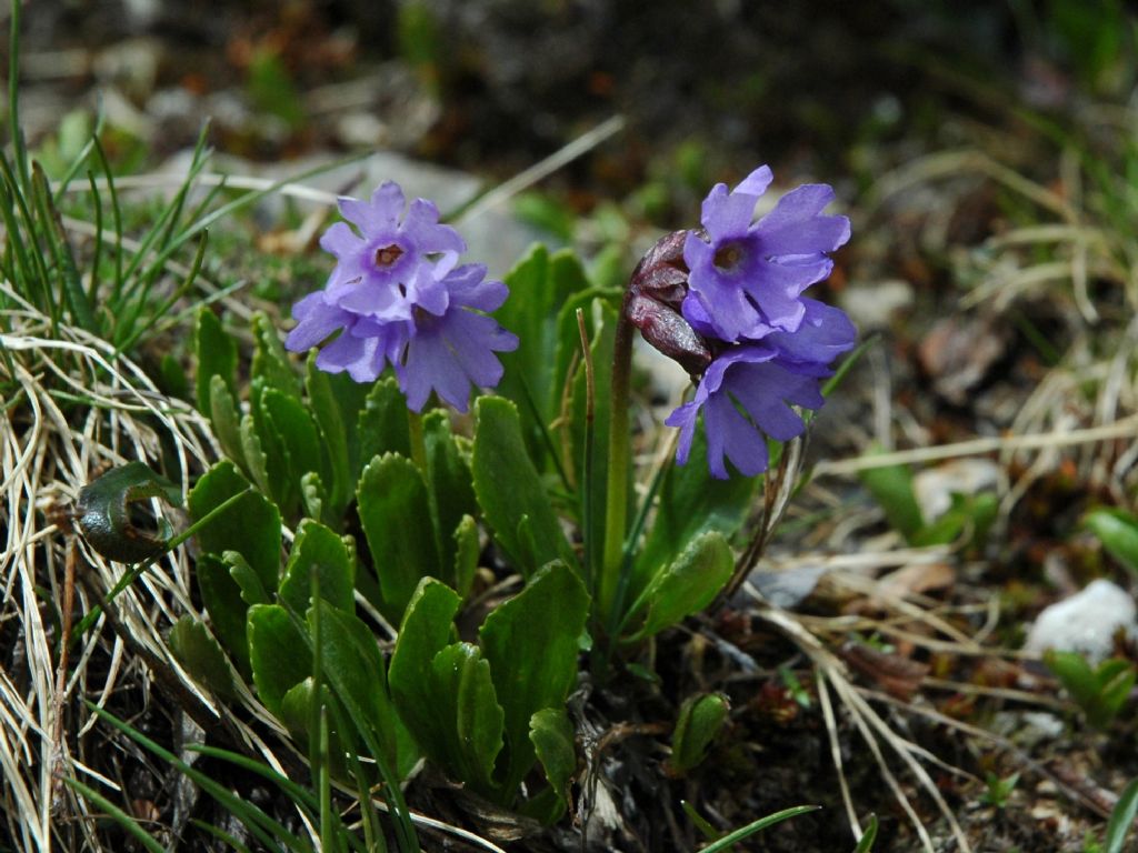 Primula glutinosa